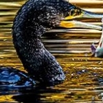 _04C9749.jpg Cormoran